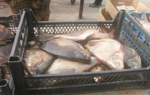 400 кг рыбы без документов направлено на уничтожение