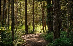 Об изменении правил содержания мелиоративных защитных лесных насаждений